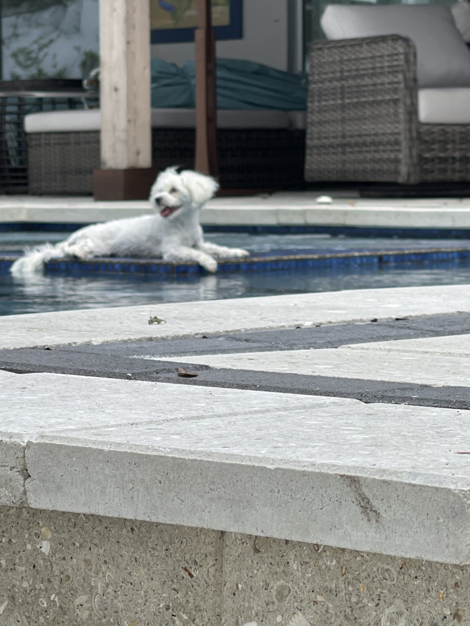 White dog relaxing by poolside.